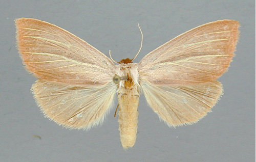/filer/webapps/moths/media/images/S/sesamiodes_Notoxantha_A_RMCA_02.jpg