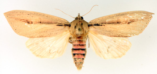 /filer/webapps/moths/media/images/S/sesamiodes_Paragria_AF_TMSA_01.jpg