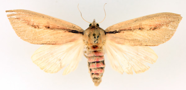 /filer/webapps/moths/media/images/S/sesamiodes_Paragria_AF_TMSA_02.jpg