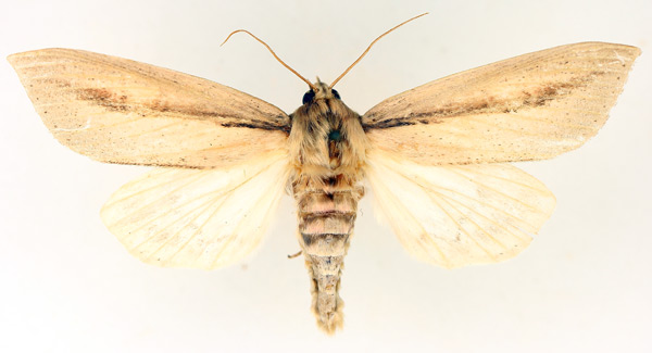 /filer/webapps/moths/media/images/S/sesamiodes_Paragria_AM_TMSA_02.jpg