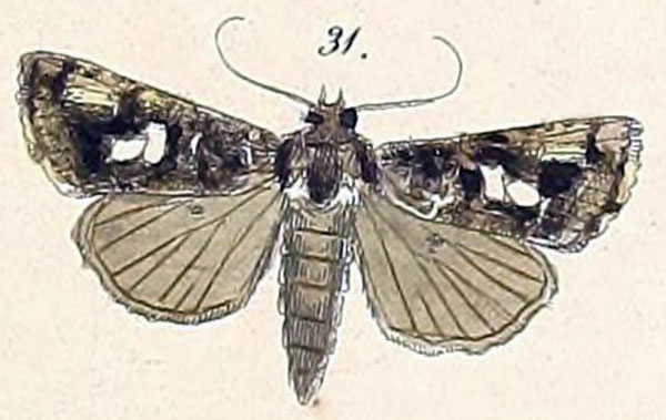 /filer/webapps/moths/media/images/S/sestertia_Plusia_HT_Felder_1874_110-31.jpg