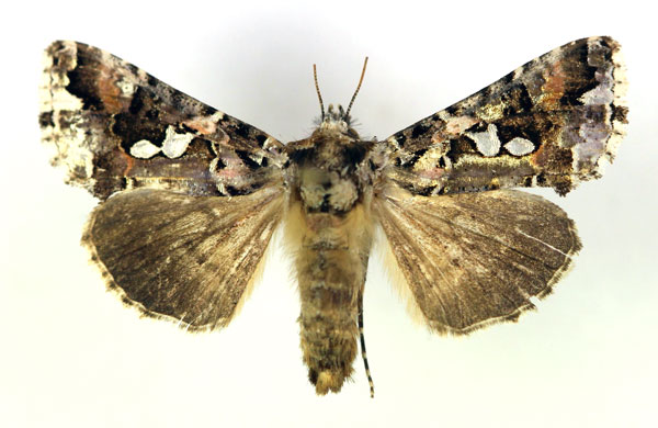 /filer/webapps/moths/media/images/S/sestertia_Thysanoplusia_AM_RMCA.jpg