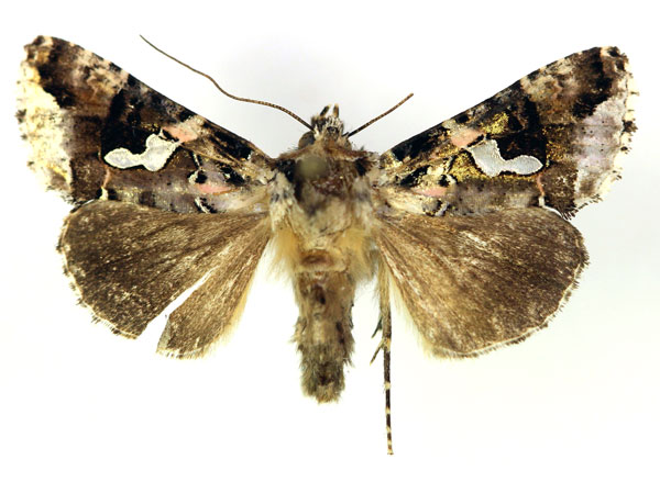 /filer/webapps/moths/media/images/S/sestertia_Thysanoplusia_AM_RMCA_02.jpg