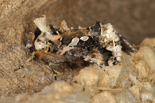 /filer/webapps/moths/media/images/S/sestertia_Thysanoplusia_A_Heynsa.jpg