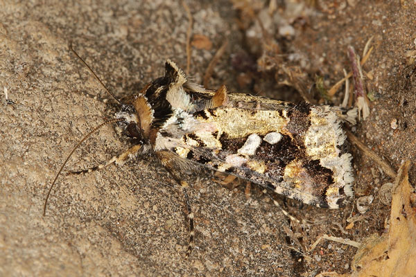 /filer/webapps/moths/media/images/S/sestertia_Thysanoplusia_A_Heynsc.jpg