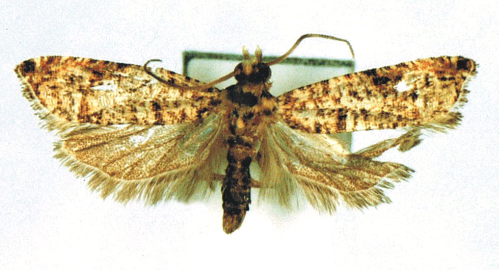 /filer/webapps/moths/media/images/S/setifera_Retisfera_HT_MRSN.jpg