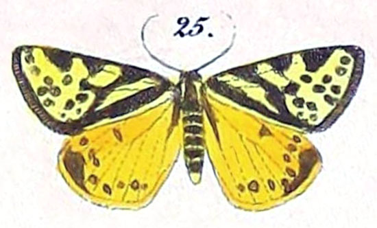 /filer/webapps/moths/media/images/S/setinata_Fidonia_HT_Felder_1875_130-25.jpg