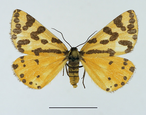 /filer/webapps/moths/media/images/S/setinata_Veniliodes_AF_TMSA.jpg