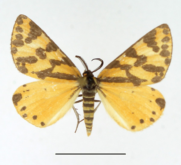 /filer/webapps/moths/media/images/S/setinata_Veniliodes_AM_TMSA.jpg