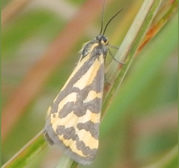 /filer/webapps/moths/media/images/S/setinata_Veniliodes_A_Grobler.jpg