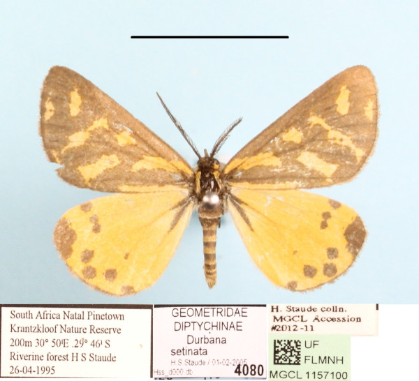 /filer/webapps/moths/media/images/S/setinata_Veniliodes_A_MGCLa_01.jpg