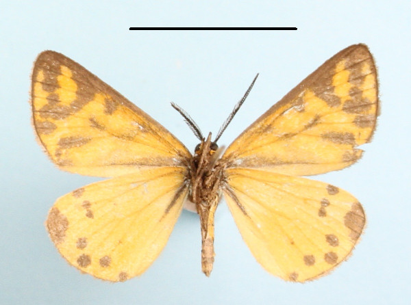 /filer/webapps/moths/media/images/S/setinata_Veniliodes_A_MGCLb_01.jpg