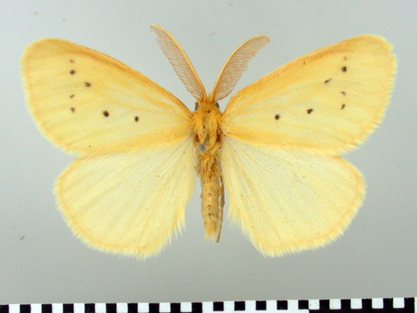 /filer/webapps/moths/media/images/S/setinoides_Crorema_AM_TMSA_03.jpg