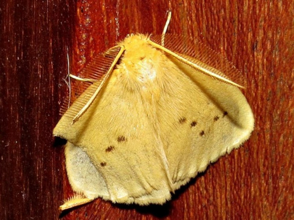/filer/webapps/moths/media/images/S/setinoides_Crorema_A_Braun.jpg