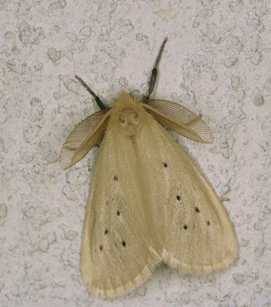 /filer/webapps/moths/media/images/S/setinoides_Crorema_A_Roland_01.jpg