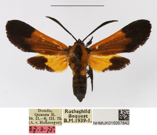 /filer/webapps/moths/media/images/S/setioides_Netrocera_AF_NHMUK.jpg