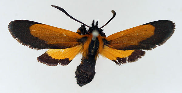 /filer/webapps/moths/media/images/S/setioides_Netrocera_AF_TMSA.jpg