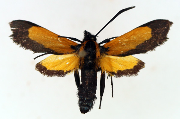 /filer/webapps/moths/media/images/S/setioides_Netrocera_AM_TMSA_02.jpg
