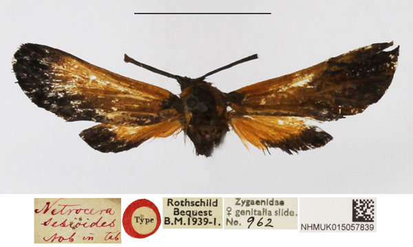/filer/webapps/moths/media/images/S/setioides_Netrocera_HT_NHMUK.jpg