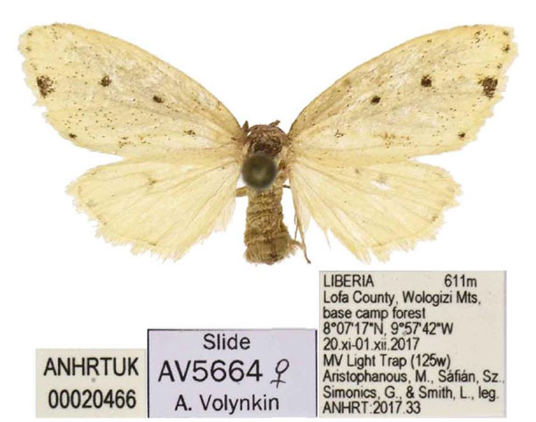 /filer/webapps/moths/media/images/S/setis_Siccia_PTF_ANHRT.jpg
