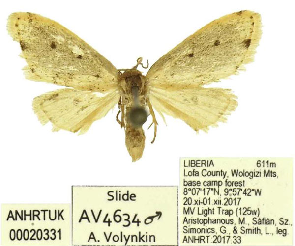 /filer/webapps/moths/media/images/S/setis_Siccia_PTM_ANHRT.jpg
