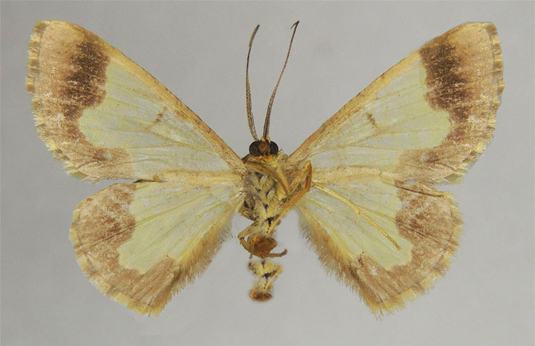 /filer/webapps/moths/media/images/S/setosa_Zamarada_PTM_ZSMb.jpg