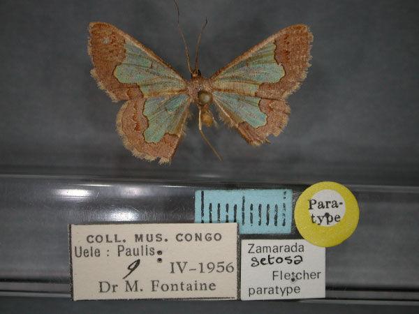 /filer/webapps/moths/media/images/S/setosa_Zamarada_PT_RMCA_01.jpg