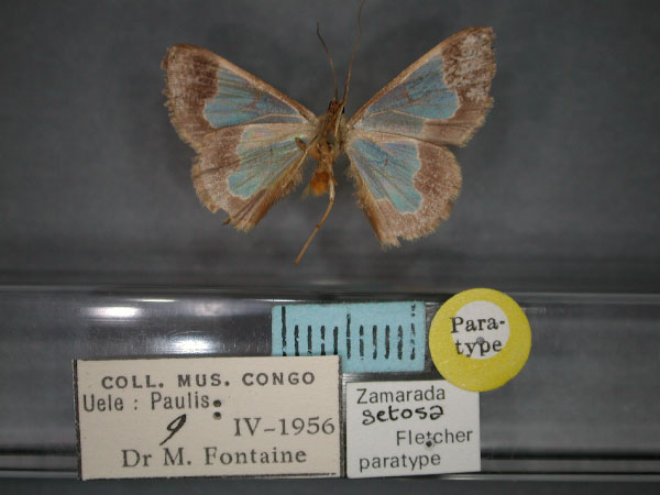 /filer/webapps/moths/media/images/S/setosa_Zamarada_PT_RMCA_02.jpg