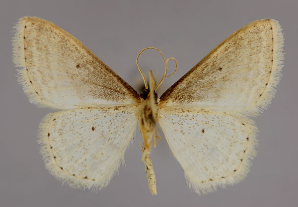 /filer/webapps/moths/media/images/S/sevandaria_Scopula_A_ZSM_02.jpg