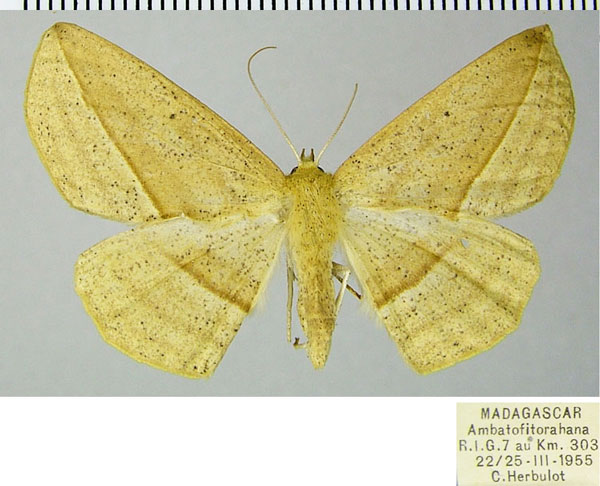 /filer/webapps/moths/media/images/S/severa_Psilocerea_AF_ZSM.jpg