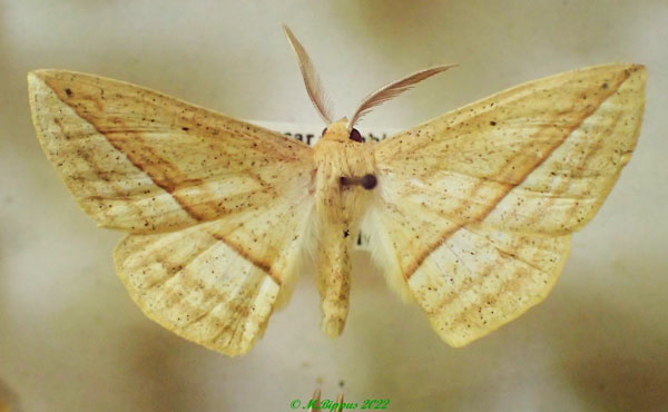 /filer/webapps/moths/media/images/S/severa_Psilocerea_AM_PZBT.jpg