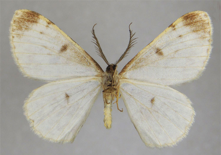 /filer/webapps/moths/media/images/S/severa_Zeuctoboarmia_HT_ZSMb.jpg