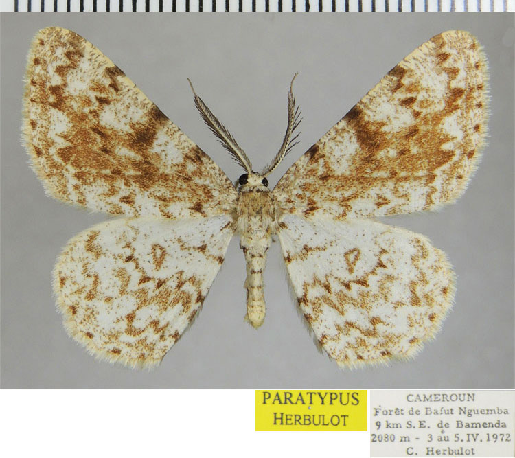 /filer/webapps/moths/media/images/S/severa_Zeuctoboarmia_PTM_ZSM.jpg
