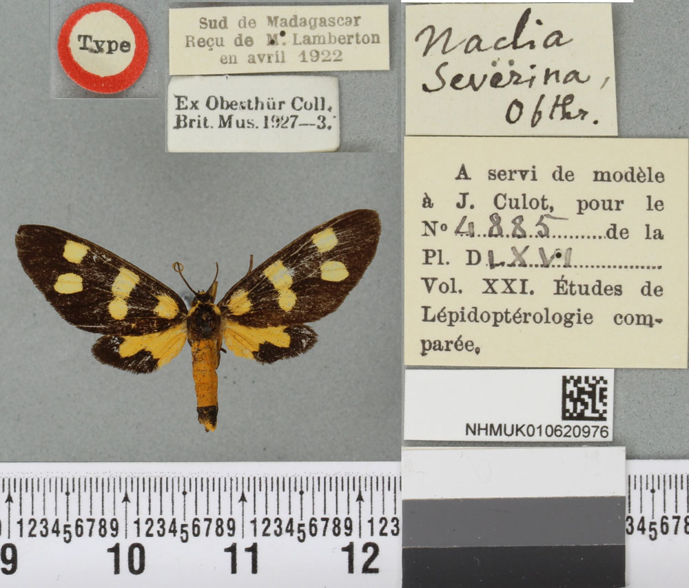 /filer/webapps/moths/media/images/S/severina_Naclia_LT_BMNHa.jpg