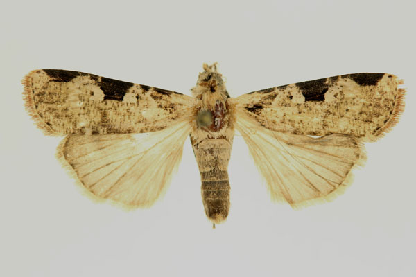 /filer/webapps/moths/media/images/S/sexalata_Mentaxya_AF_RMCA.jpg