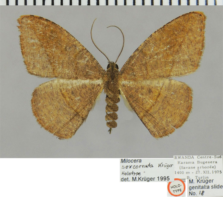 /filer/webapps/moths/media/images/S/sexcornuta_Milocera_HT_ZSMa.jpg