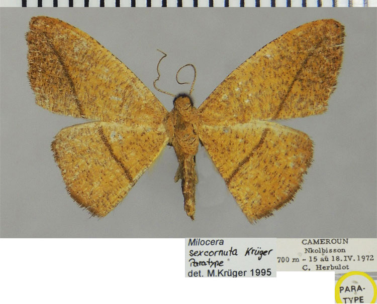 /filer/webapps/moths/media/images/S/sexcornuta_Milocera_PTF_ZSM.jpg