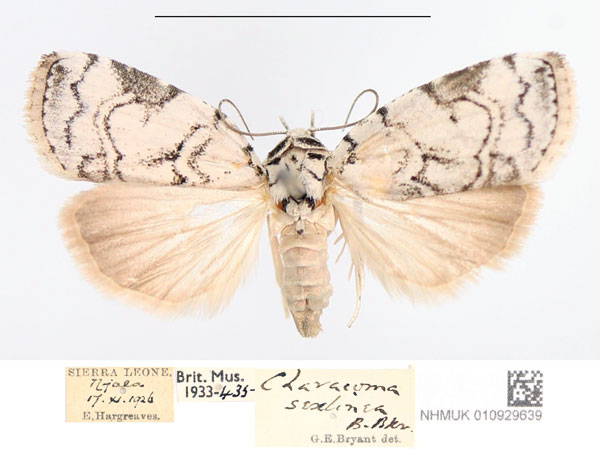 /filer/webapps/moths/media/images/S/sexilinea_Hypothripa_AF_NHMUK.jpg