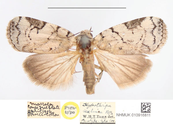 /filer/webapps/moths/media/images/S/sexilinea_Hypothripa_PTM_NHMUK.jpg