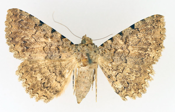 /filer/webapps/moths/media/images/S/sexmaculata_Beriodesma_AF_TMSA_01.jpg
