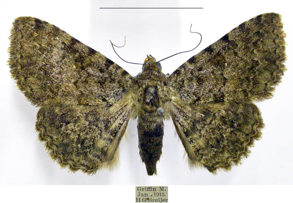 /filer/webapps/moths/media/images/S/sexmaculata_Beriodesma_AM_TMSA.jpg