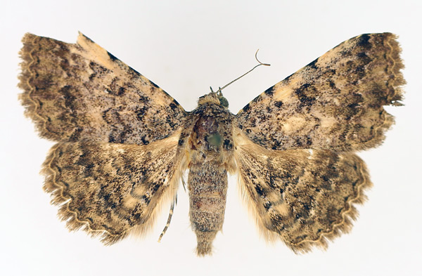 /filer/webapps/moths/media/images/S/sexmaculata_Beriodesma_AM_TMSA_01.jpg