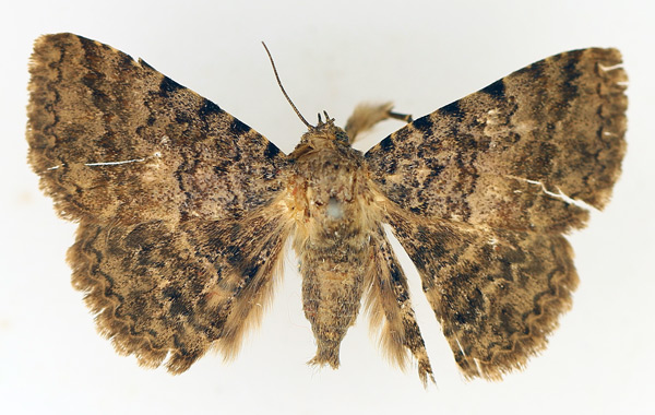 /filer/webapps/moths/media/images/S/sexmaculata_Beriodesma_AM_TMSA_02.jpg