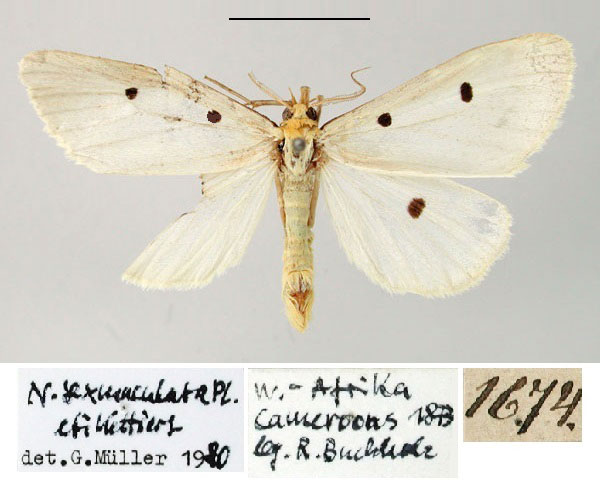 /filer/webapps/moths/media/images/S/sexmaculata_Nudaria_ST_ZMHB.jpg