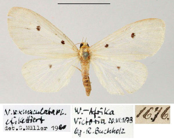 /filer/webapps/moths/media/images/S/sexmaculata_Nudaria_ST_ZMHB_02.jpg