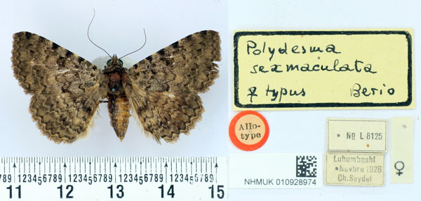 /filer/webapps/moths/media/images/S/sexmaculata_Polydesma_AT_BMNH.jpg
