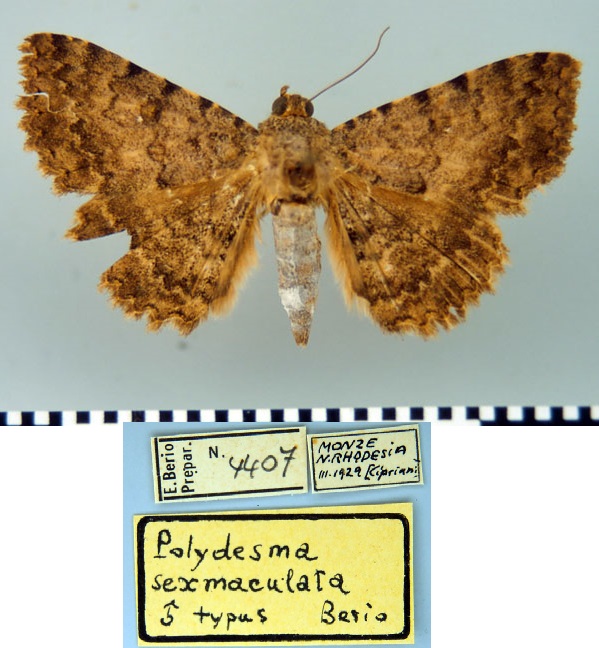 /filer/webapps/moths/media/images/S/sexmaculata_Polydesma_HT_MSNM.jpg