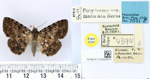 /filer/webapps/moths/media/images/S/sexmaculata_Polydesma_PTM_BMNH.jpg