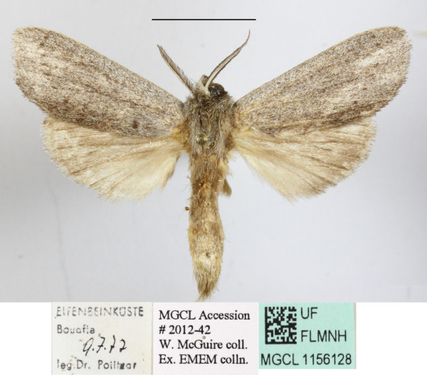 /filer/webapps/moths/media/images/S/sexpuncta_Arciera_A_MGCLa_01.JPG