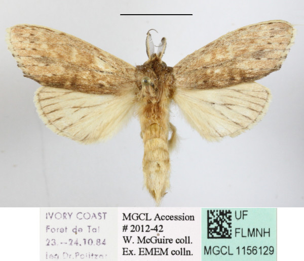 /filer/webapps/moths/media/images/S/sexpuncta_Arciera_A_MGCLa_02.JPG